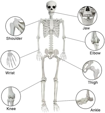 5.9FT Poseable Life Size Skeleton, Plastic Full Size Spooky Scary Skeleton with Movable Joints for Halloween Garden Party Decoration