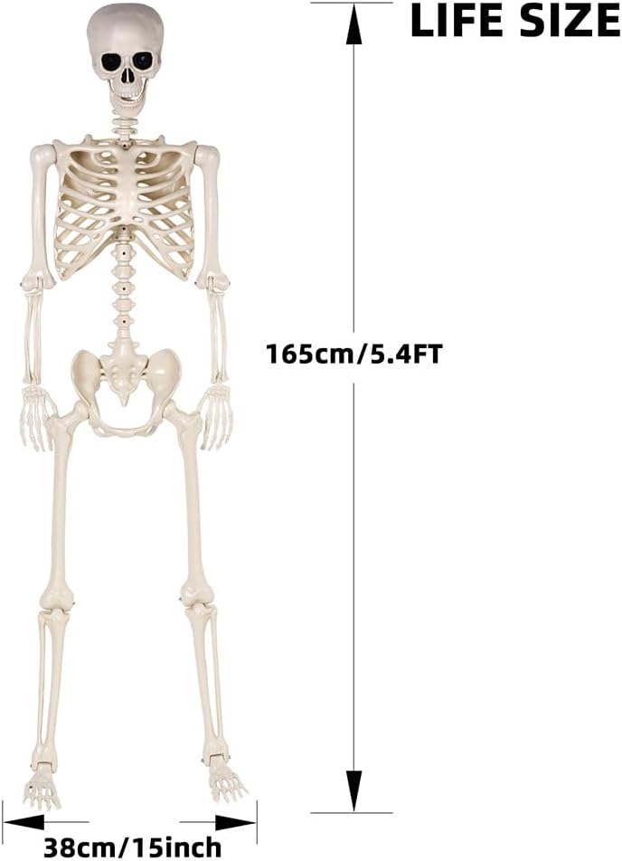 5.4 ft Halloween Skeleton - Life Size Human Skeleton with Full Body Posable Joints - Spooky Scary Plastic Skeleton for Outdoor Decoration, Halloween Party Decor, Haunted House Props