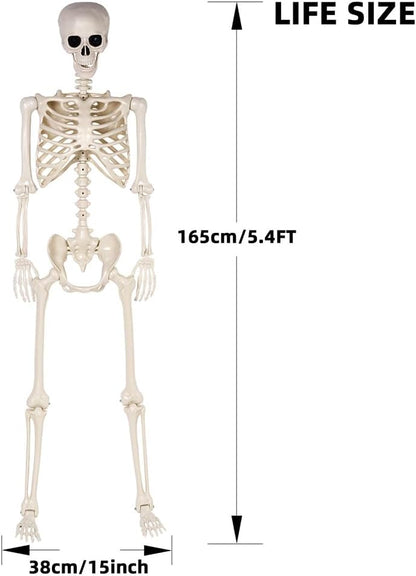 5.4 ft Halloween Skeleton - Life Size Human Skeleton with Full Body Posable Joints - Spooky Scary Plastic Skeleton for Outdoor Decoration, Halloween Party Decor, Haunted House Props