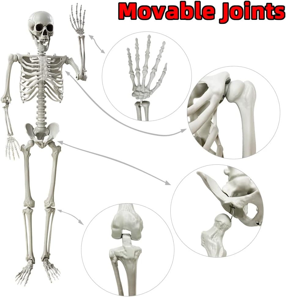 Wocst 5.4Ft/165cm Halloween Skeleton Full Body Life Size Human Bones with Movable Joints for Indoor Outdoor Halloween Props Decorations